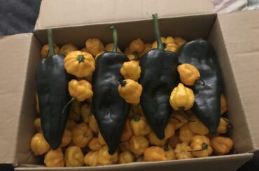 These glorious babies arrived today with some bonus poblanos. Aside from fermenting some Caribbean sauces,  what should I do with the remainder?