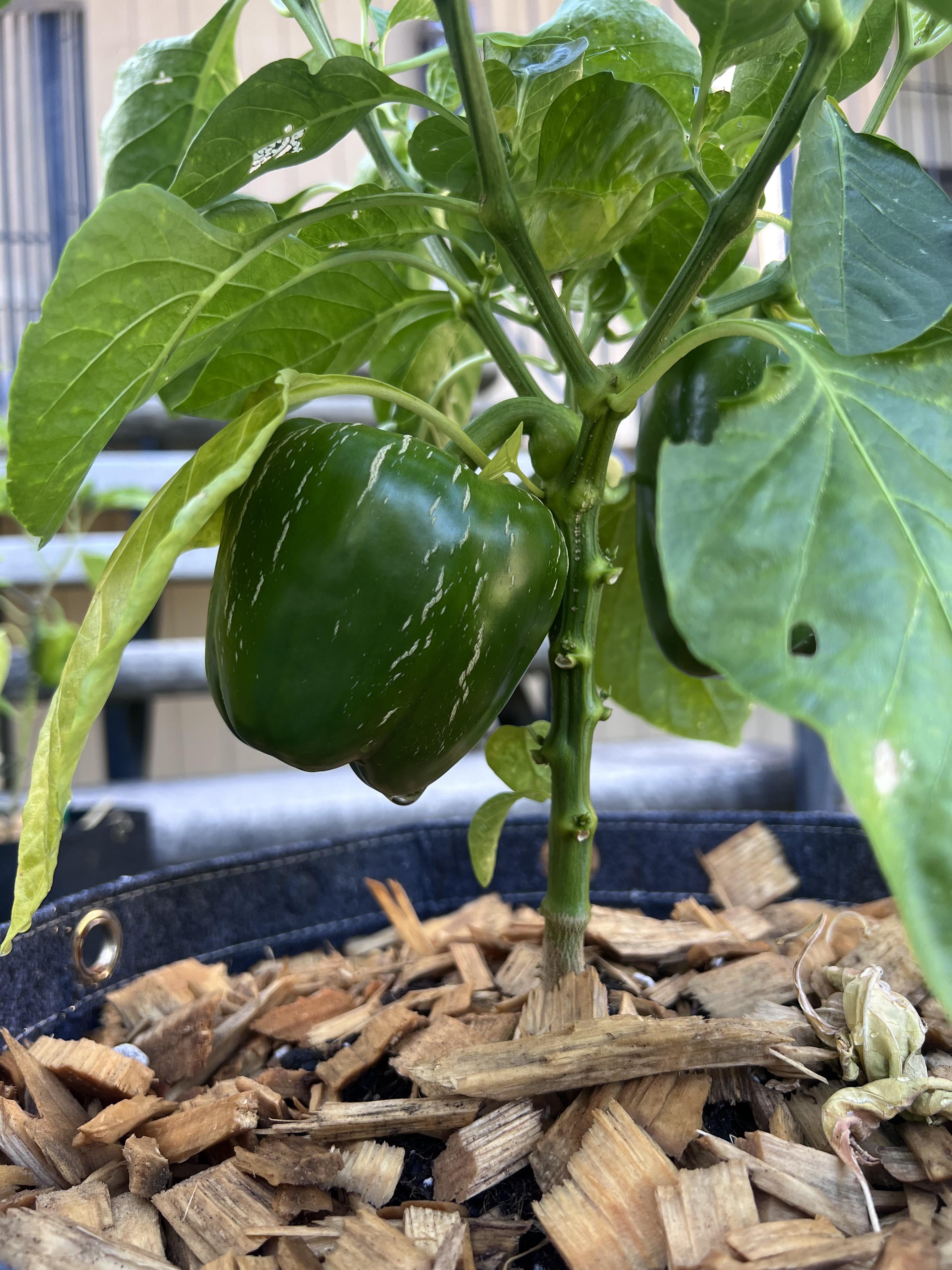 First time gardener. Split bell peppers. - Chili Chili