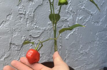 New Pepper Grower, Advice Please