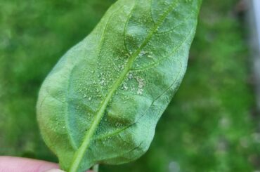 Help, What disease is this??