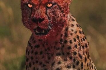 Me going head first into the bag of Carolina Reaper puffs