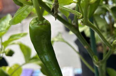 Can anyone identify this pepper?