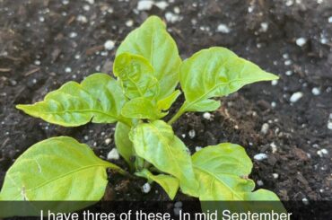 If grown right how will this turn out?