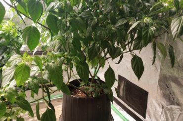 Grow tent peppers