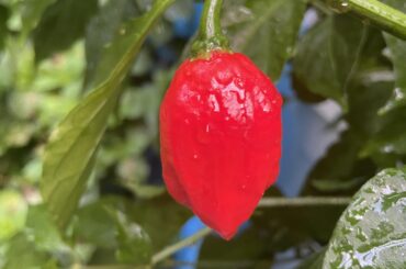 Ripe Ghost Pepper