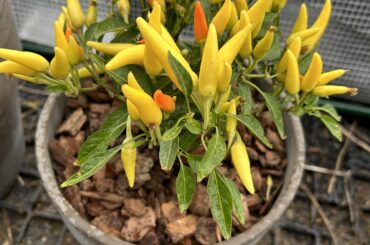 Can someone help identify this pepper? (Info in caption)