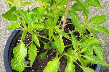 A few of my peppers so far