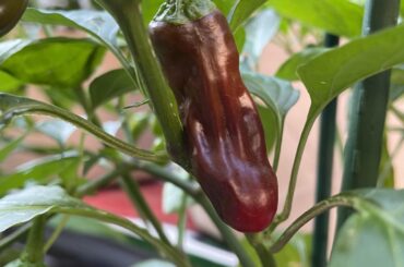 Habanero Cross
