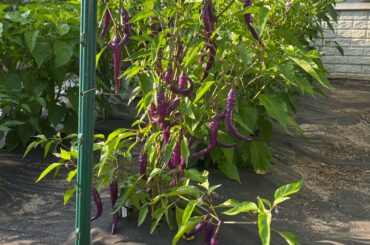 Early Harvesting Advice