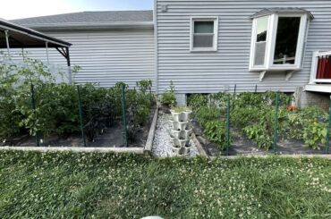 Peppers are progressing