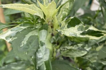 Variegated Mattapeno