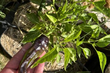 Pepper ID?
