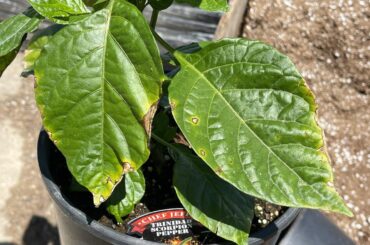 Any idea on what my plant has?