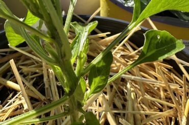 Scotch Bonnet Help!!