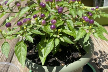 hot pops purple in a quart pot