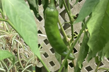 Any idea what pepper this is? 5-6" long with no heat.