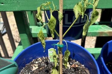 My plant is dying