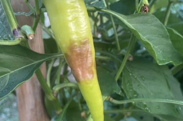 What causes this on banana peppers?