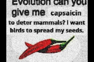 SPICY TIME