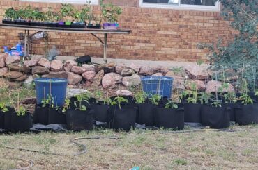 2024 pepper garden finally planted