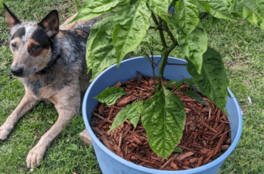 Does this Carolina Reaper plant look okay? This is my second year growing, still pretty new to this.