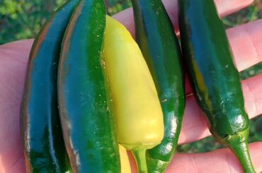 What kind of peppers are these?