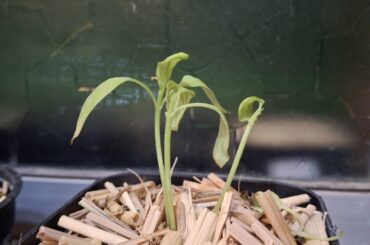 These chilli pepper seedling are dying. I don't know what I'm doing wrong.