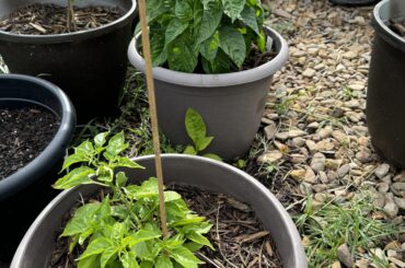 Why the disparity between red and orange habaneros? Planted same day, same age.