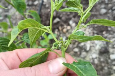 Growing some funky stuff this yr