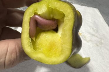 Anybody tell me what’s going on with this pepper?