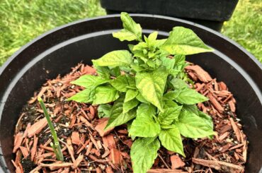 Ghost pepper and Carolina LOOKING AMAZING