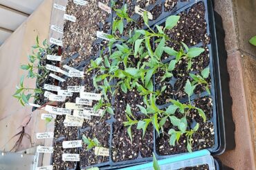 Too many seedlings