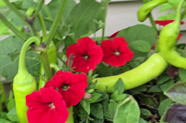 What are these peppers...are they hot? Birds must've planted them