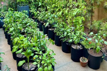 June Chili Pepper Update