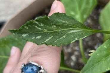 Broadmites?