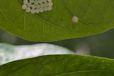 Any chance these guys are ladybird eggs or are these stink bug eggs?
