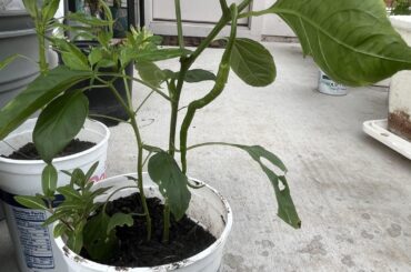 Got gifted a pepper plant