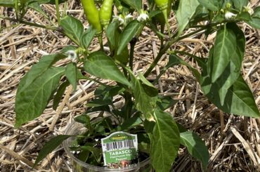Is this the new Tabasco?