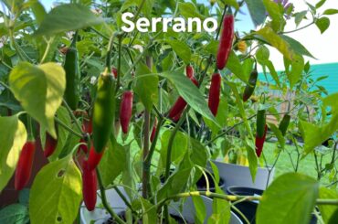 Peppers - June 24