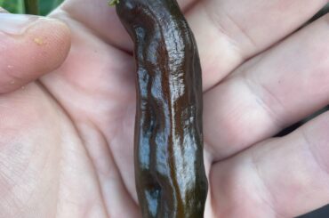 What kind of chocolate paper is this?