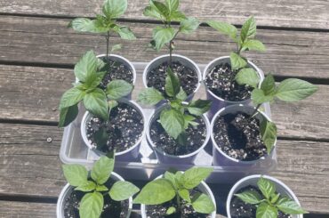 When should I transplant to final pot?
