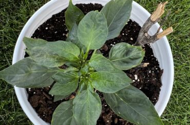 First Time Grower: All my pepper plants are flowering while only 6 inches tall! This Jalapeno has 9 buds on it. Up potted at the right times (I think). Any Advice? Will it still grow taller?