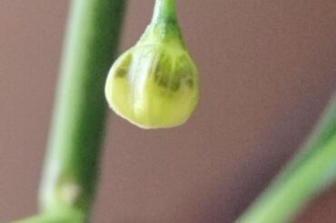 Capsicum Flexuosum aff.