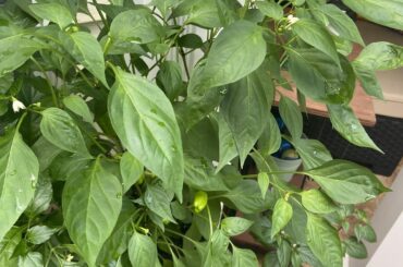 Pepper garden