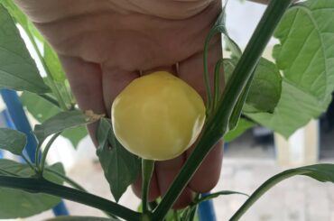 Is that big peppapeach ripe ?