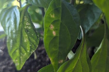 Is the white spots going to cause an issue with my indoor pepper plants ?
