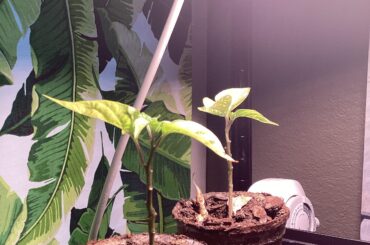 These seem stunted, no real growth in over a month. Thoughts on what I could do?