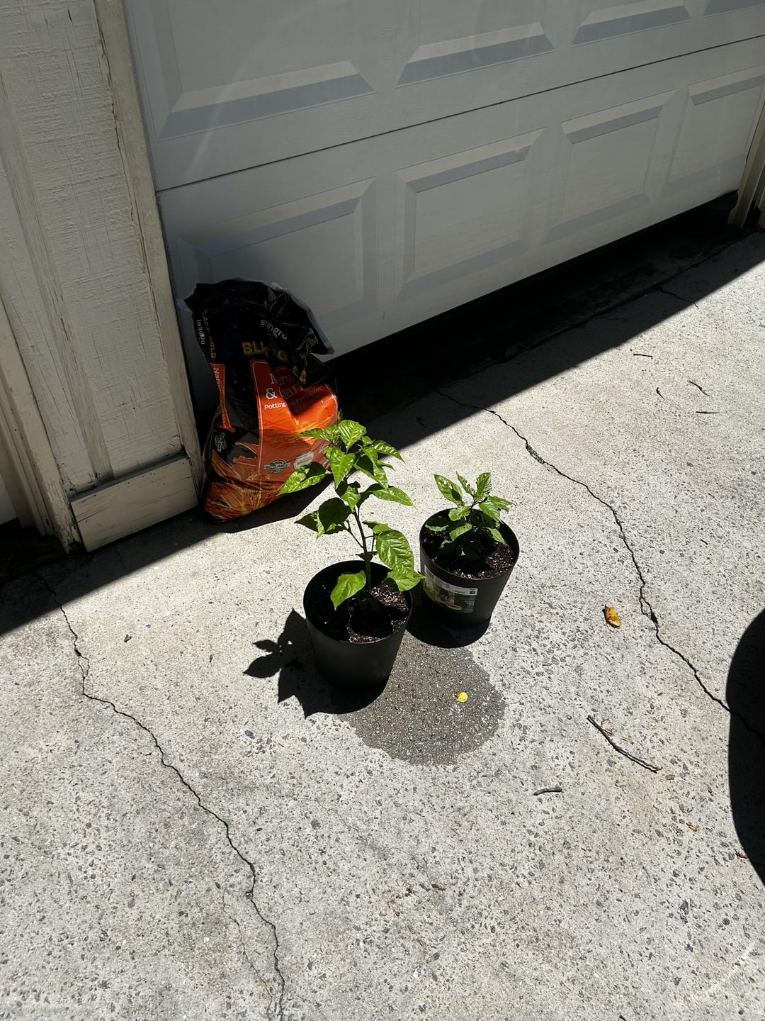 My Carolina Reaper plant on the right and Ghost Pepper plant on the