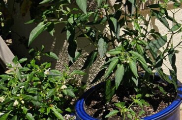 Pepper plants are beautiful
