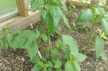 Both plants are the same variety and we're the same size when transplanted. The smaller one is in older soil, the big in new soil. What is the soil deficient in to make the pepper not grow at all?